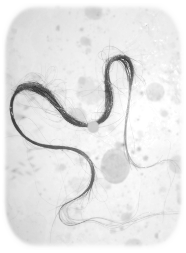 The Horse-Hair Snake